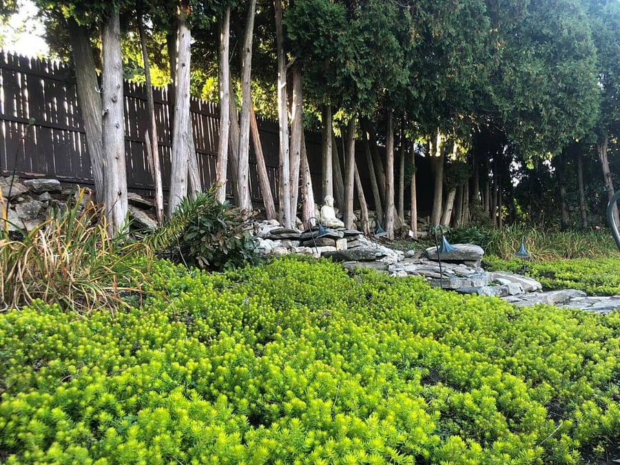 [Backyard] Sedum succulents carpet garden in the front and back. Lilies on the left.