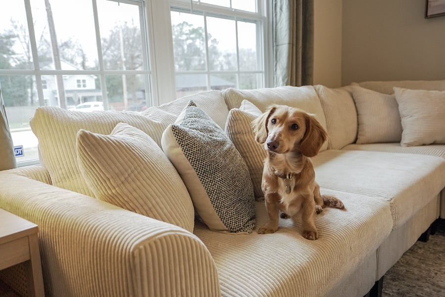 Dog Friendly!
