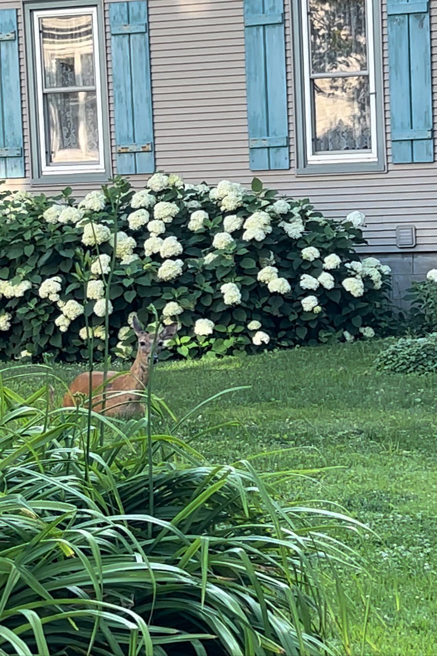 Local deer mama visiting for a bit with her baby (in next picture)