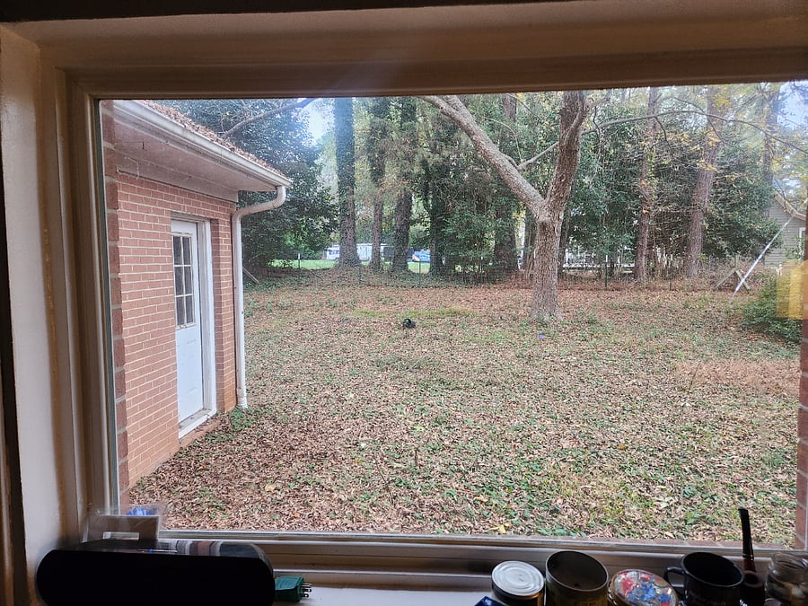 Fenced in backyard. I've been lax on the maintenance. 