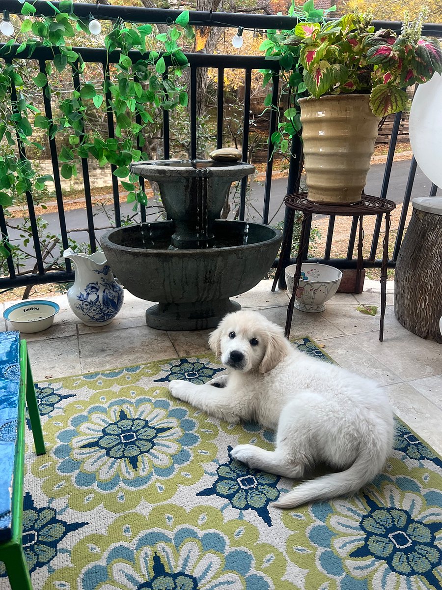 Balcony (puppy not included) 