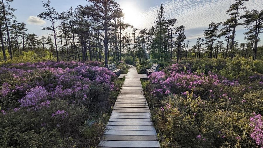 Saco Heath Preserve is a hiking trail which is 2.10 miles round trip is a short drive of less than 7 minutes from the apartment. Picture taken from https://www.mainetrailfinder.com/trails/trail/saco-heath
