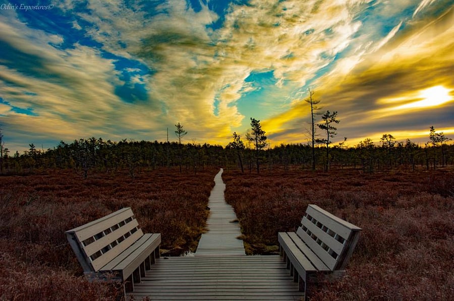 Saco Heath Preserve trail sunrise; Picture taken from https://www.mainetrailfinder.com/trails/trail/saco-heath