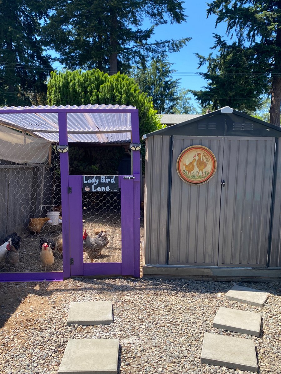 Chickens!
