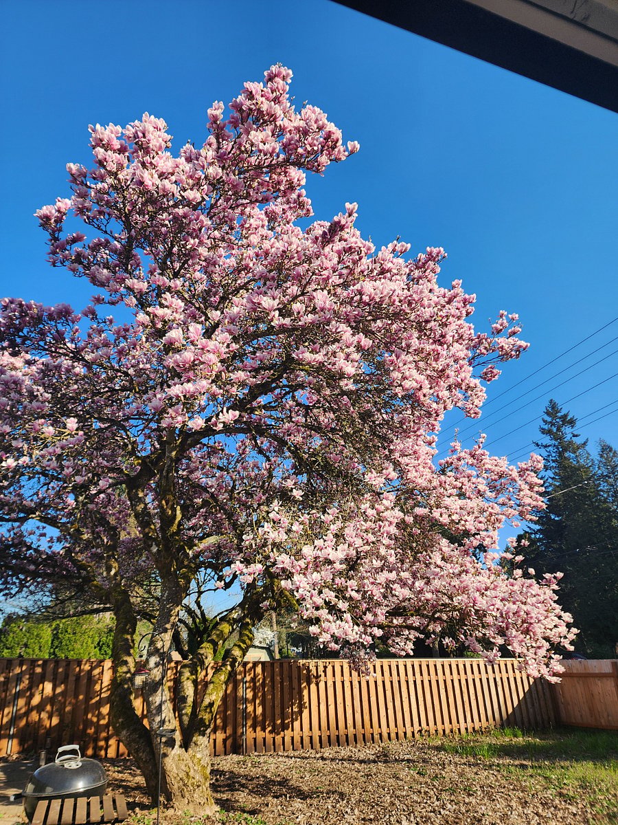 Magnolia in bloom (March timeframe)