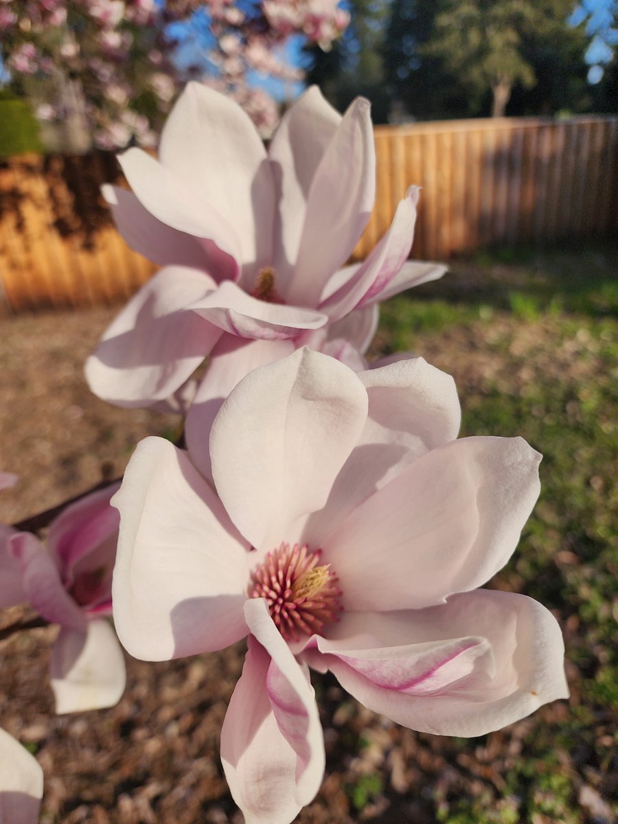 Magnolia flower