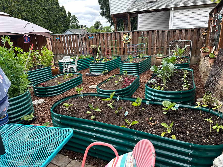 Raised bed garden.