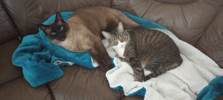 2 Kitties
