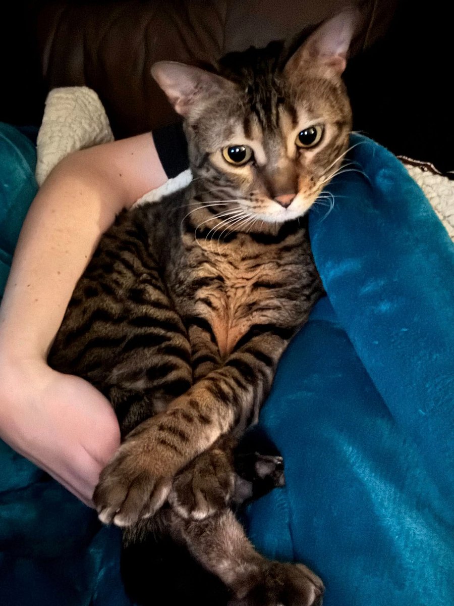 3rd kitty