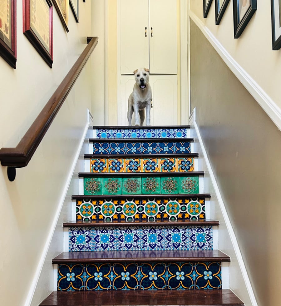 Sammy thinks he's the king - stairwell to upstairs bedroom/bathroom