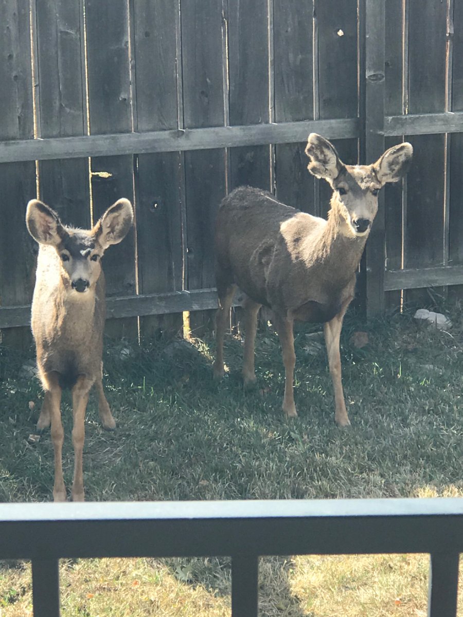 Visitors in the backyard.