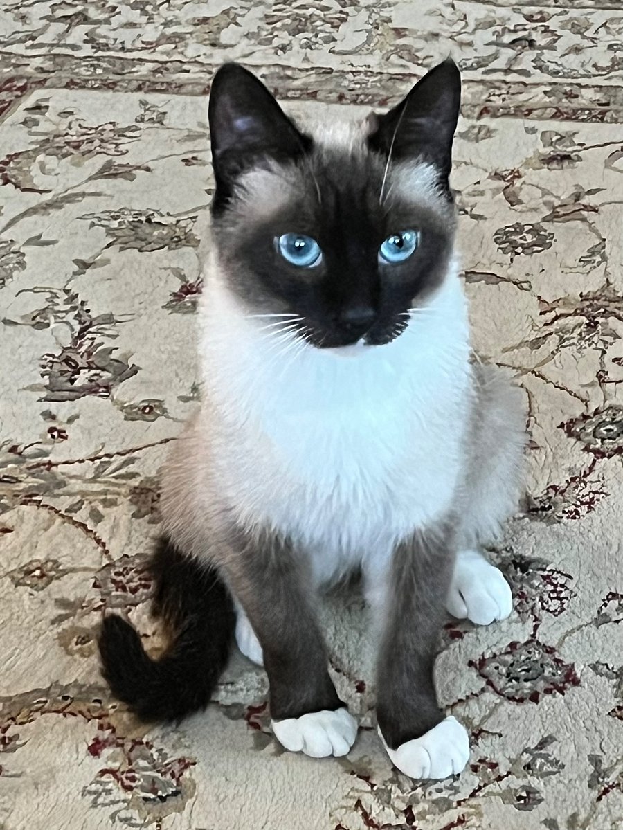 Marigold the resident cat.