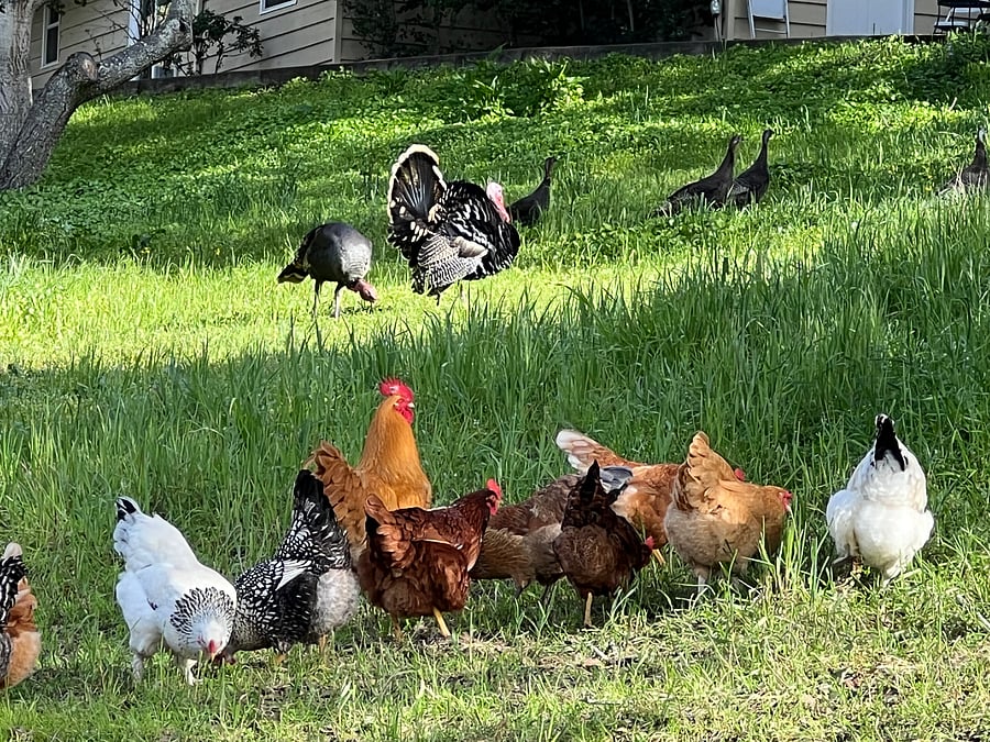 Seasonal eggs