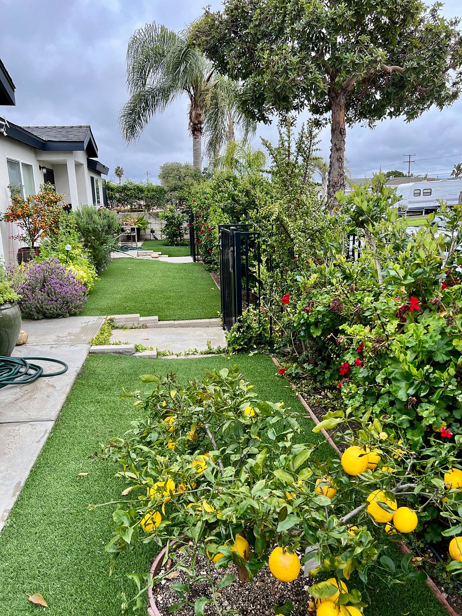 Fenced front yard with citrus trees & herb garden

