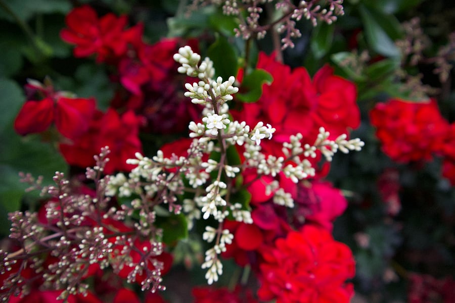 Red geraniums adorn the property and are abundantly in bloom most of the year