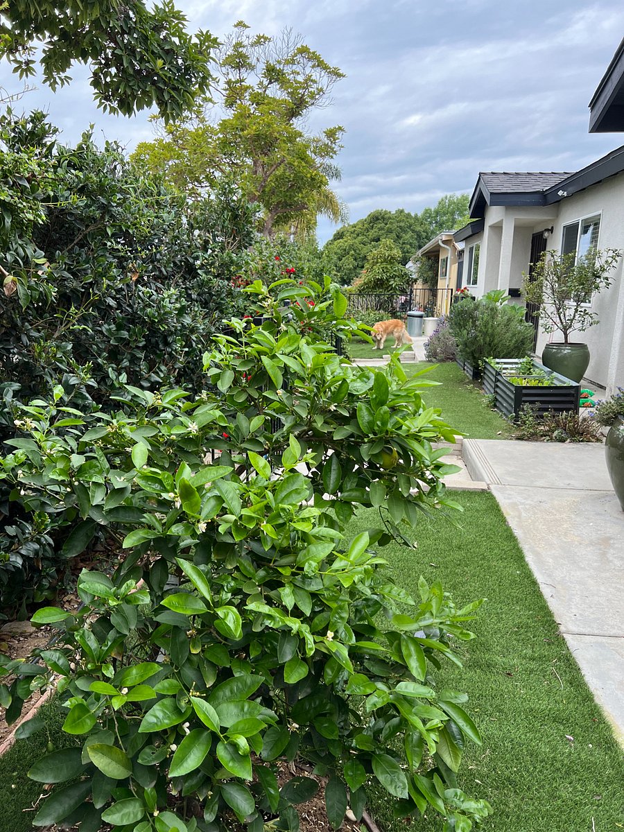 Fenced front yard - photo from the other side
