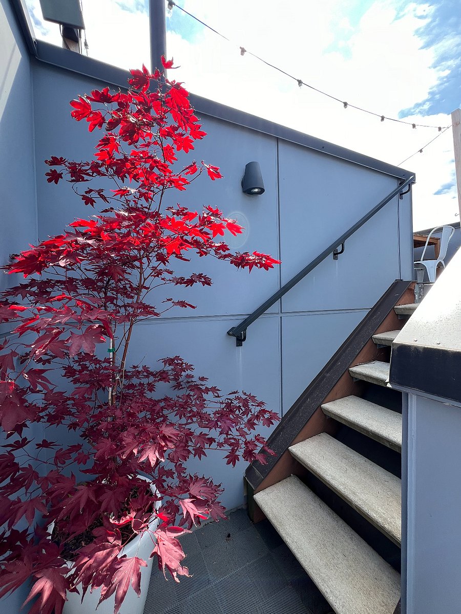 Japanese rooftop maple