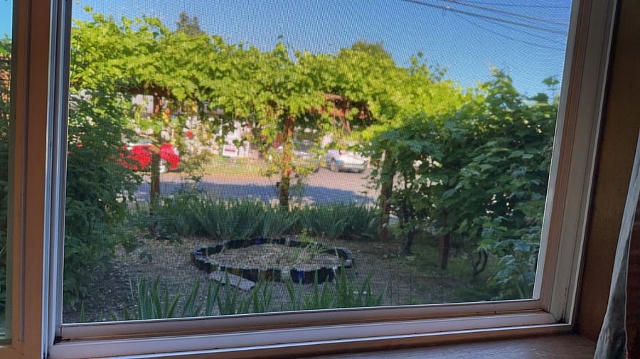 view from the dining room window