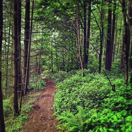 Watershed park has a couple miles of wonderful forested trails to enjoy.