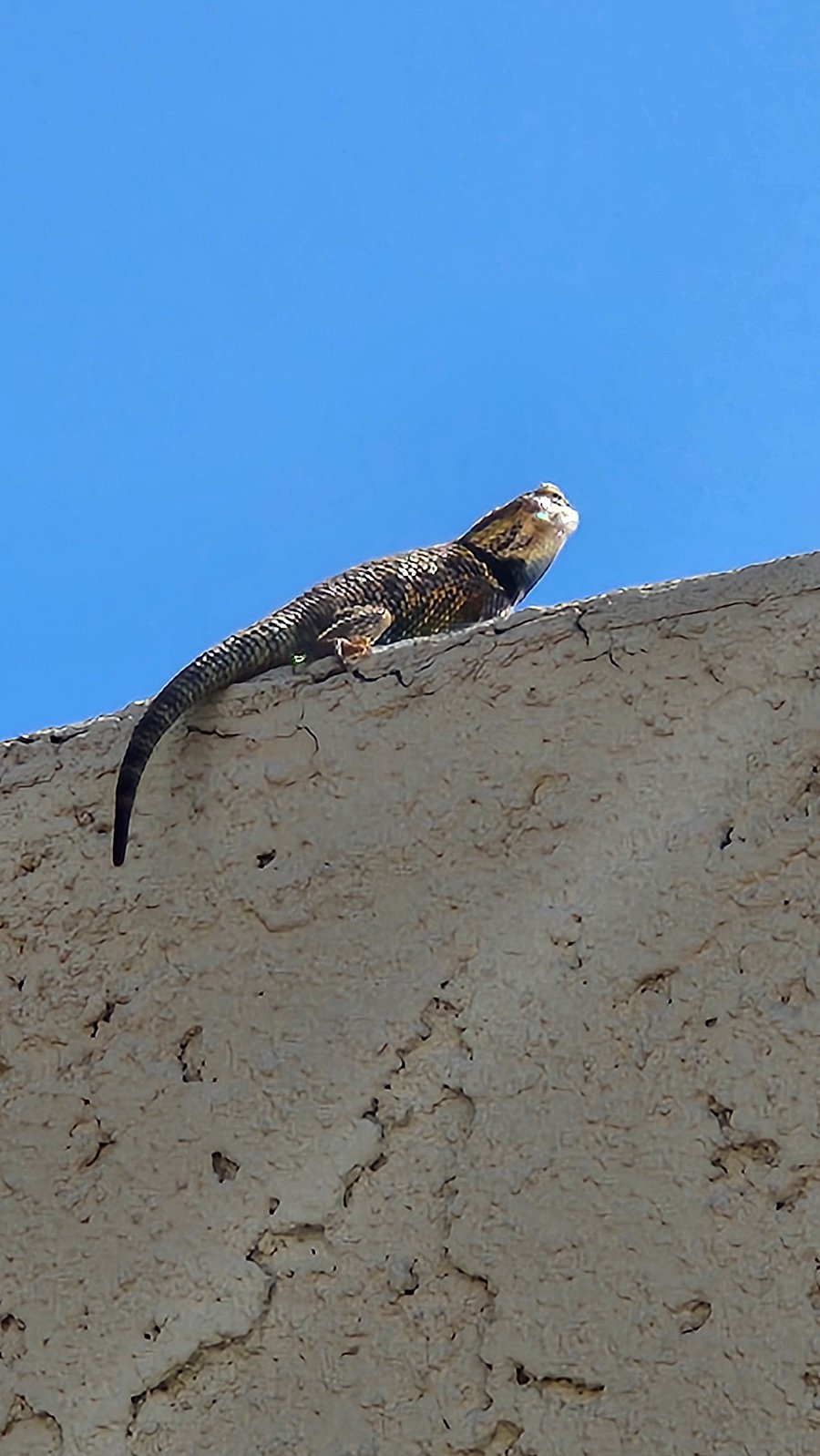 Keeping a watchful eye...