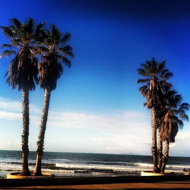 Ventura's beautiful palm trees