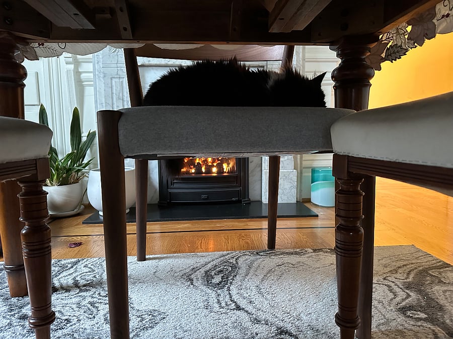 Our cat enjoying the fireplace during the winter.