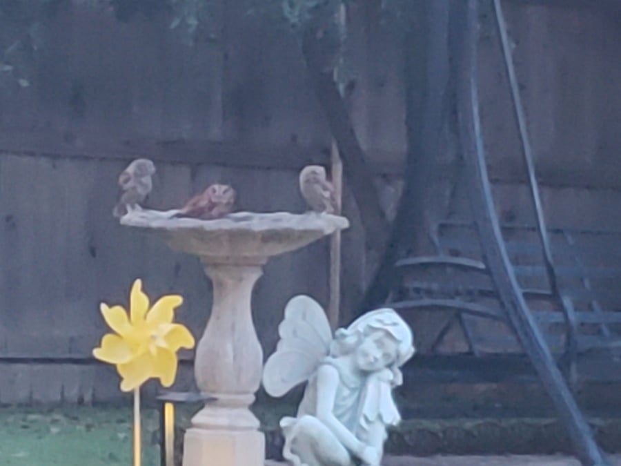 Delightful OWLS bathing at dusk.