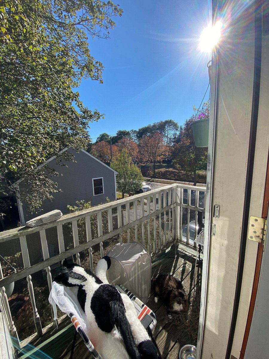 Across from your entry door is a shared balcony. Check out that cutie Melissa (the cat) horse unnamed.