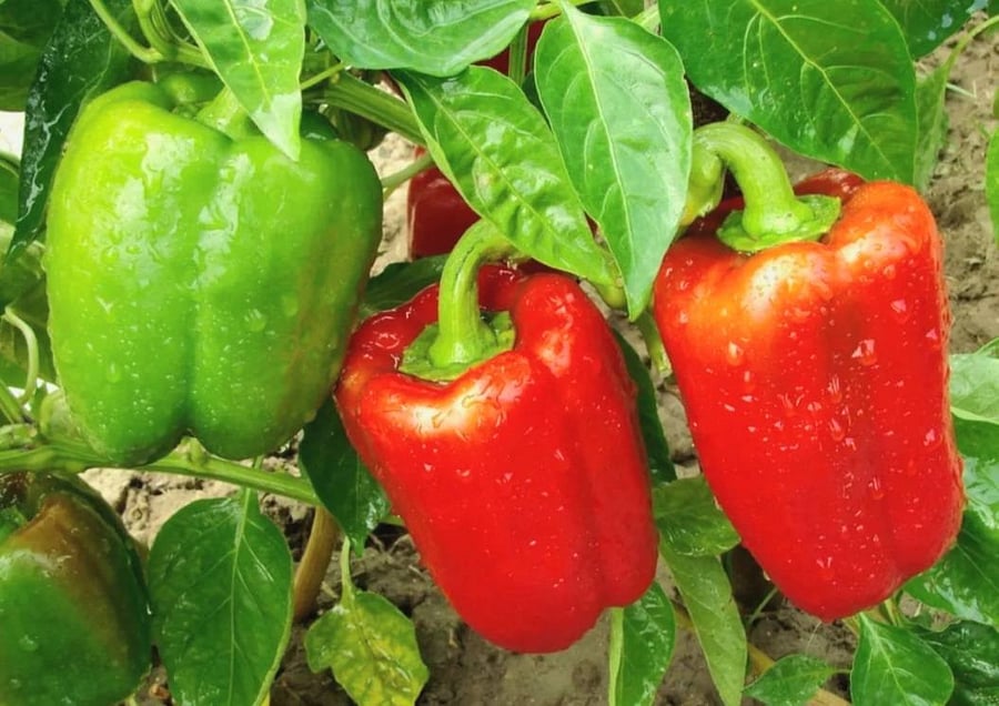 Vegetable Garden