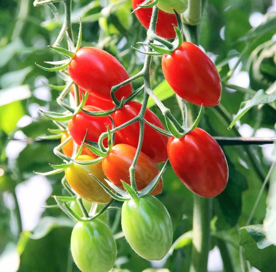Vegetable Garden