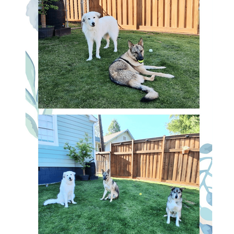 Friendly Family Dogs