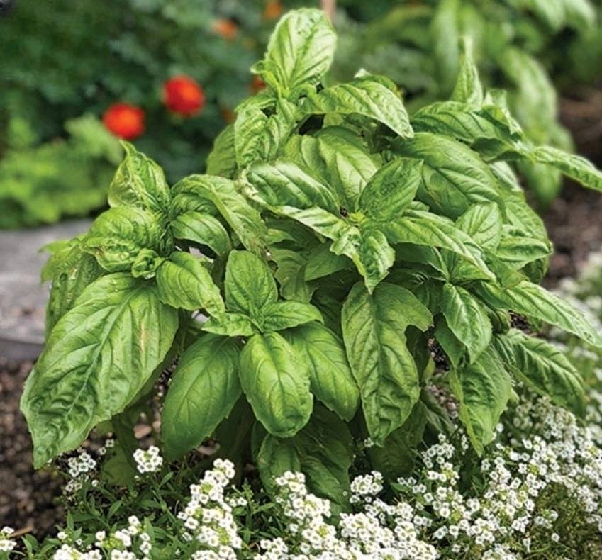 Vegetable Garden