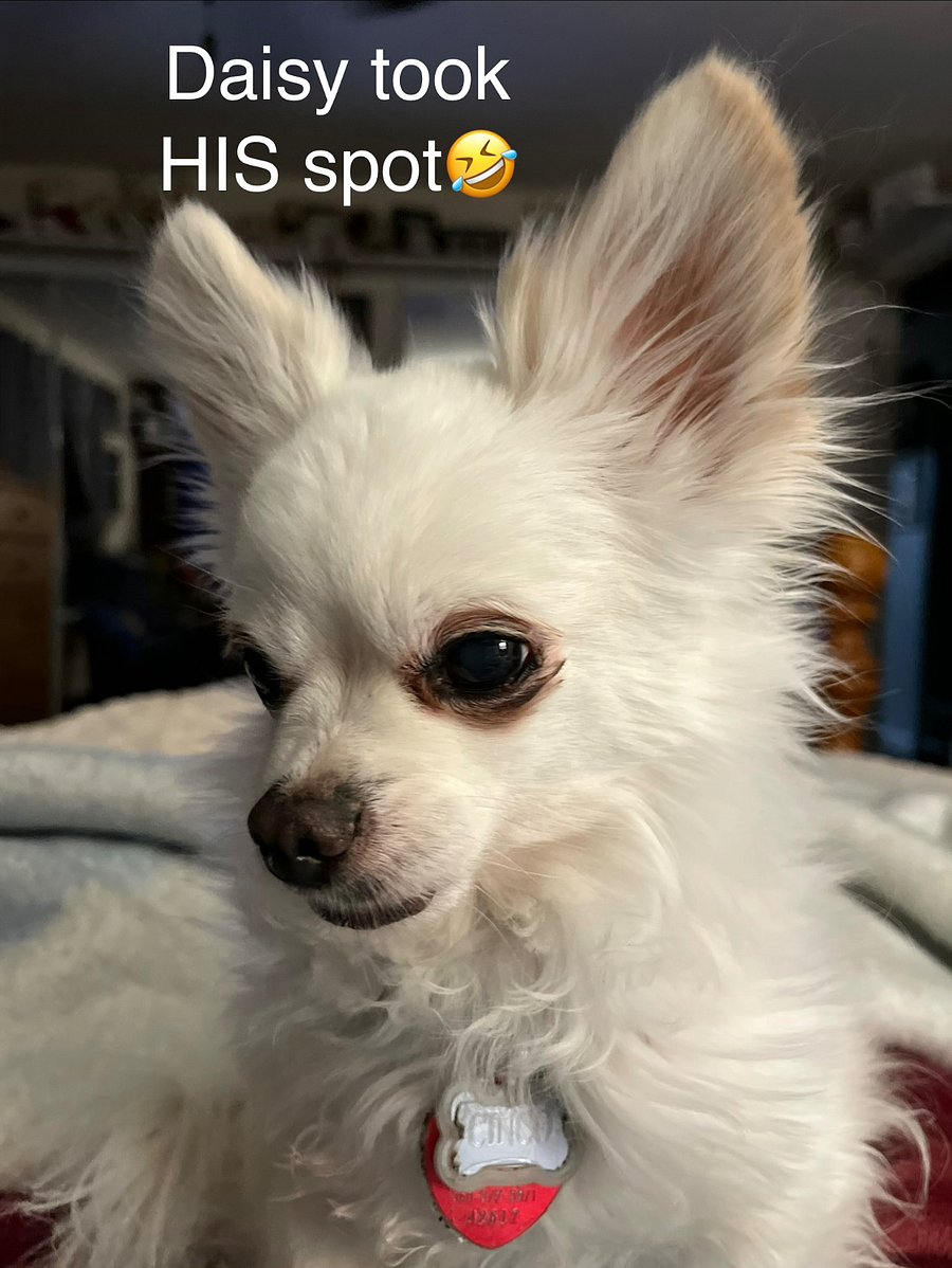 This is Cinco de Mayo.  He is a small chihuahua 