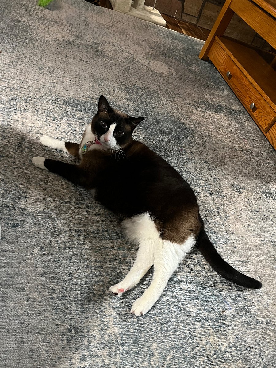 And this is Daisy. A big lazy, friendly indoor kitty