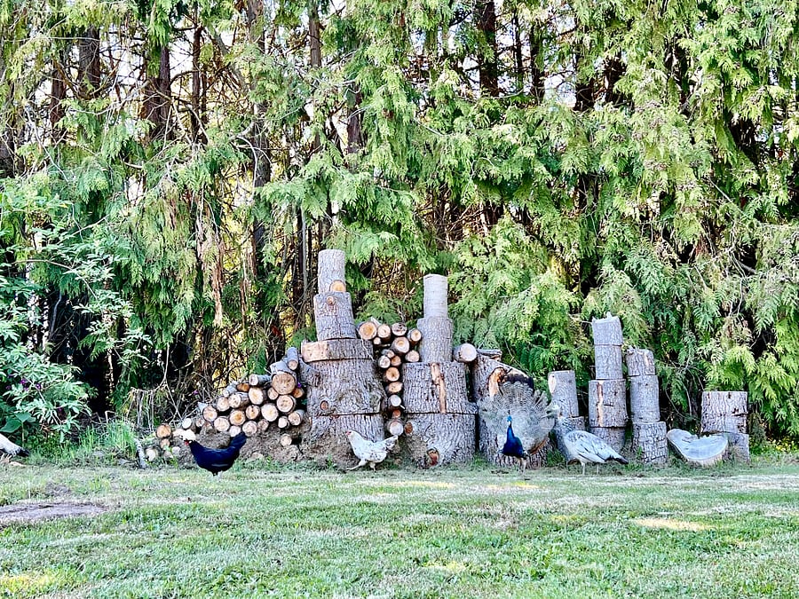 friendly resident peacocks and hens roam the entire farm daily
blue male peacock is Gaston, female is Belle. ;)