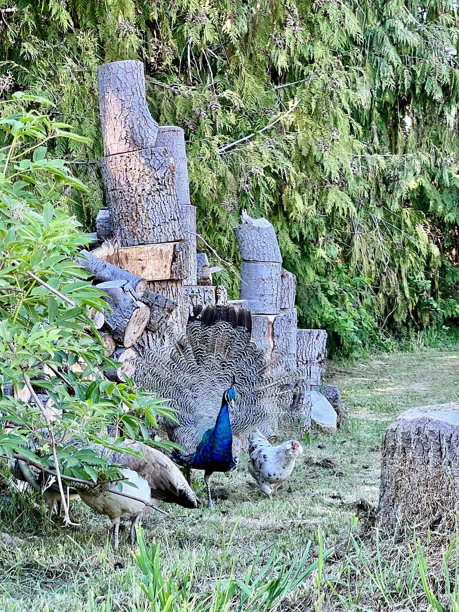 friendly resident peacocks and hens roam the entire farm daily
blue male peacock is Gaston, female is Belle. ;)