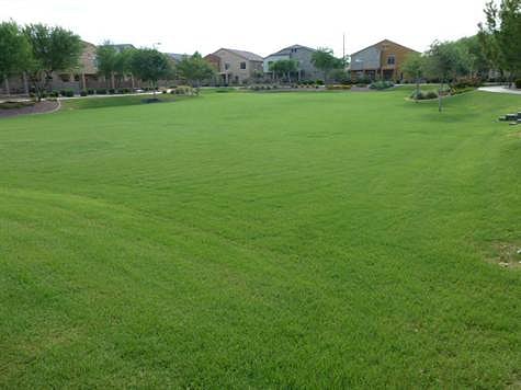 Community park