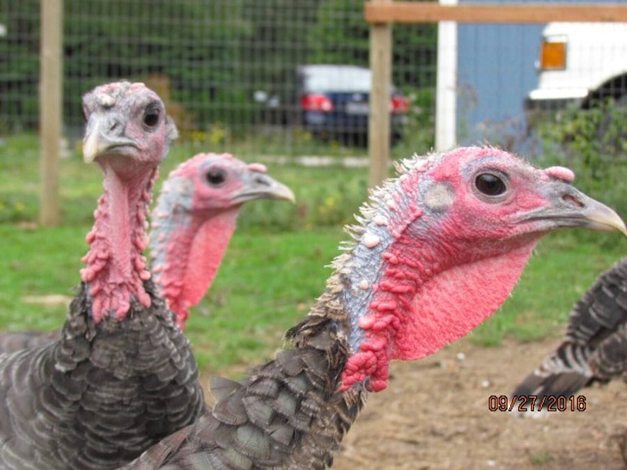 Turkey Hens (for eggs and amusement)