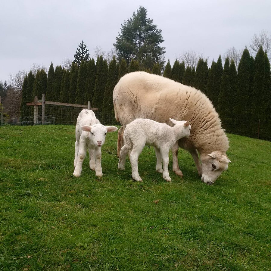 Lambs in the Spring