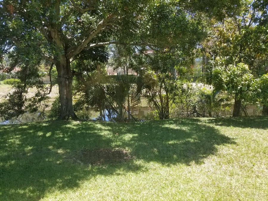 back yard from inside back window