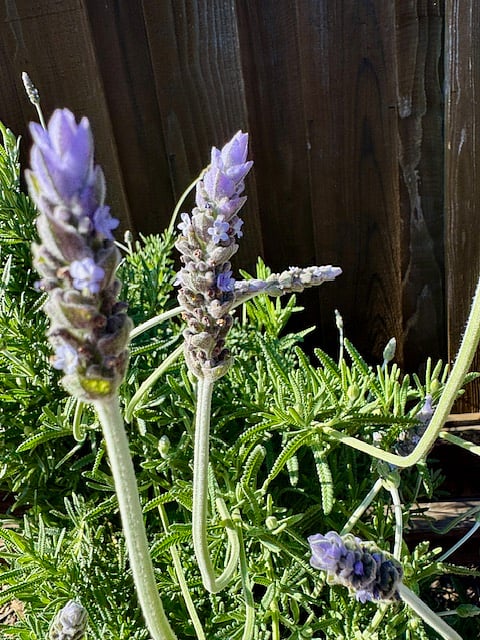 Relaxing fresh lavender.