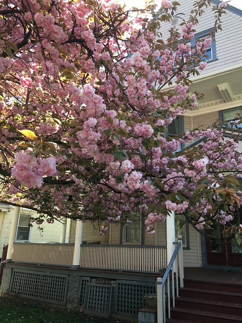 Cherry Blossoms in bloom in front