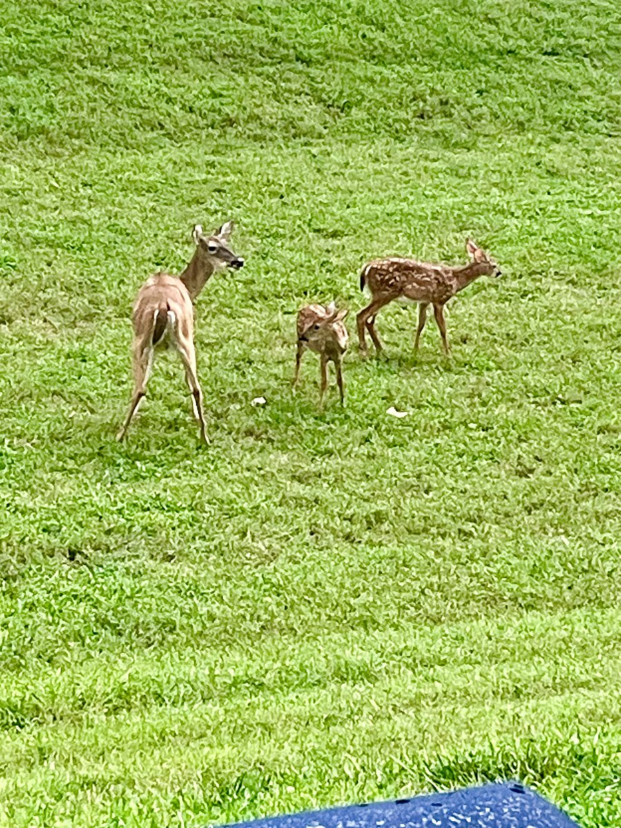 Furnished Finder property 719809_1 photo 44