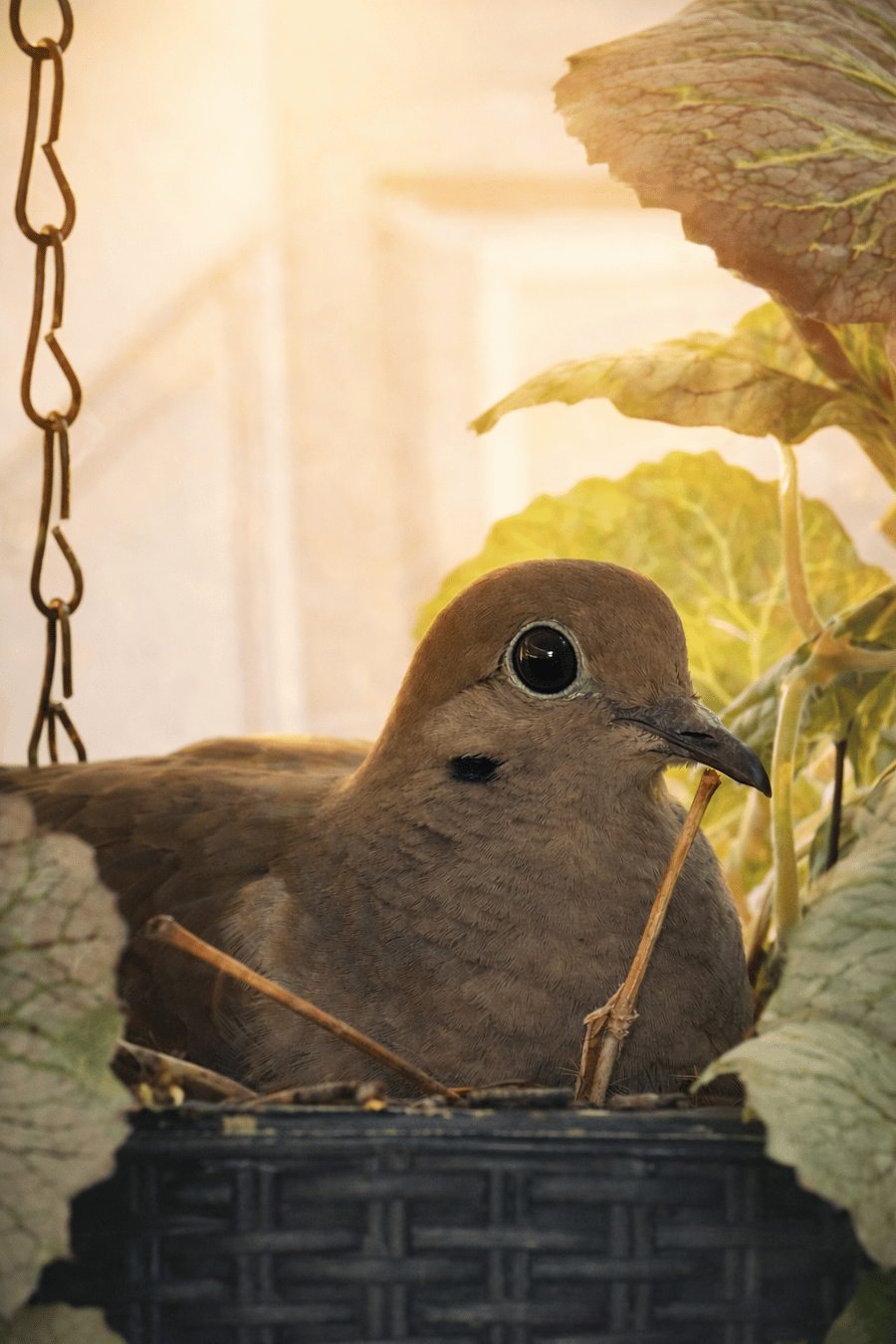 Mama Dove is incubating her eggs.