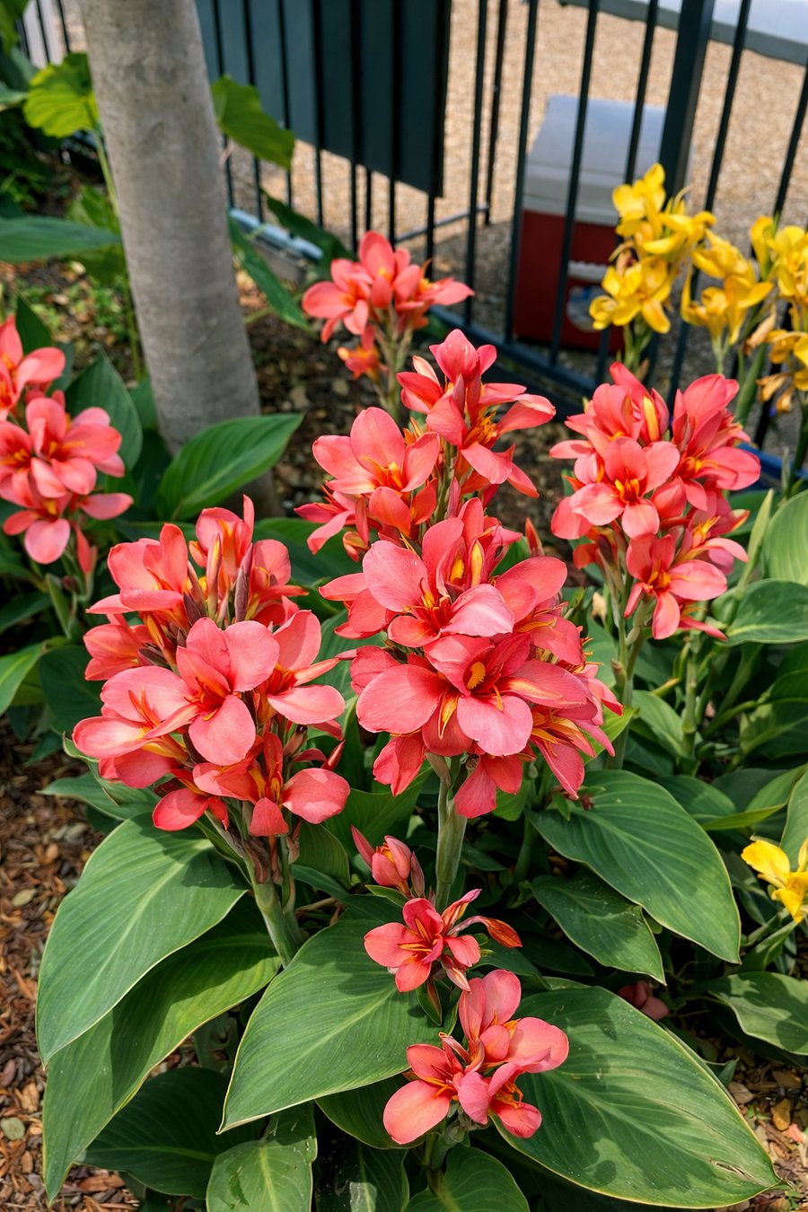 Tons of beautiful flowers in the courtyard and walkway.