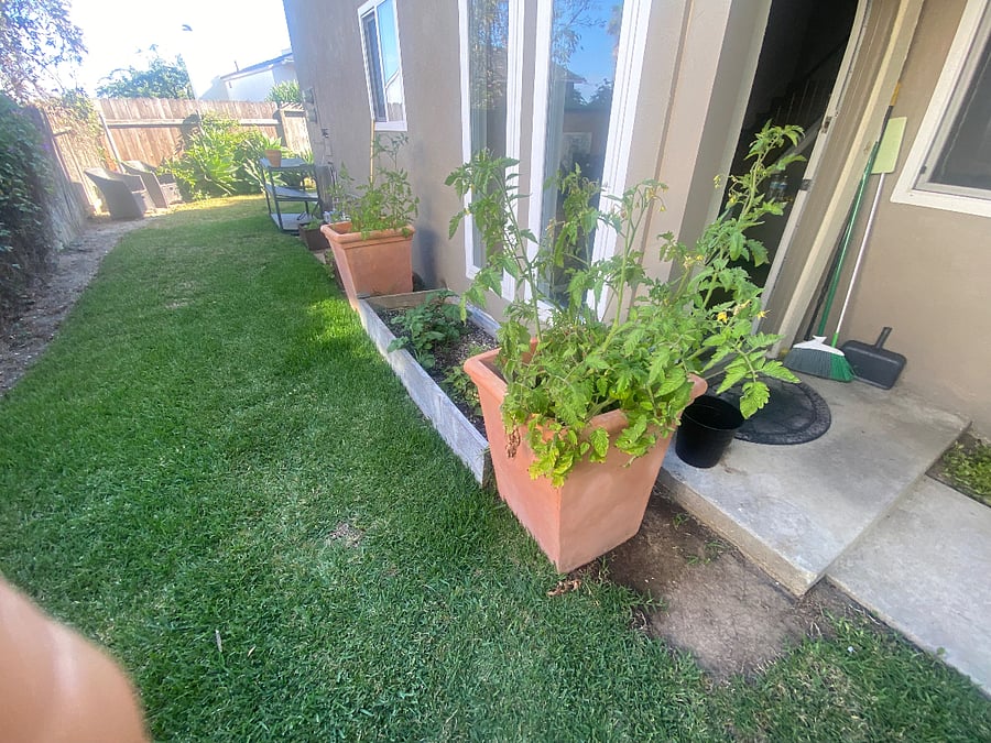 Side yard with garden