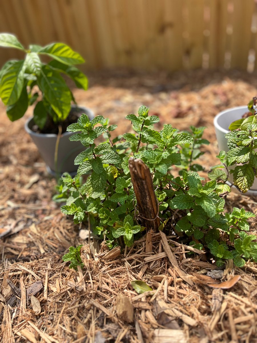 Fresh spearmint! For cooking or mojitos!