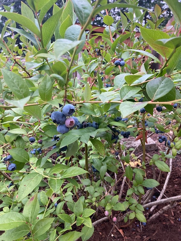 Blueberries in the backyard! Feel free to enjoy them when in season.
