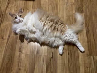 Benny the friendly cat