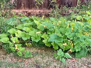 Pumpkin plant!